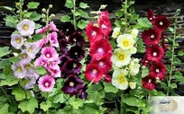 رنگ موی طبیعی در خانه درست کنید + ماندگاری زیاد و صافی مو