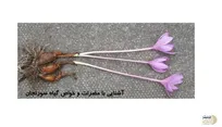 استنشاق این گیاه باعث باز شدن مویرگ های بسته مغز و سر و باز کننده بینی/ با سکته مغزی 120 سال فاصله بگیرید