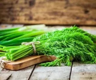 فرصتی برای زندگی دوباره در سبزی‌کاری؛ از پاکسازی کبد تا تقویت قلب با خواص شگفت‌انگیز «شوید»