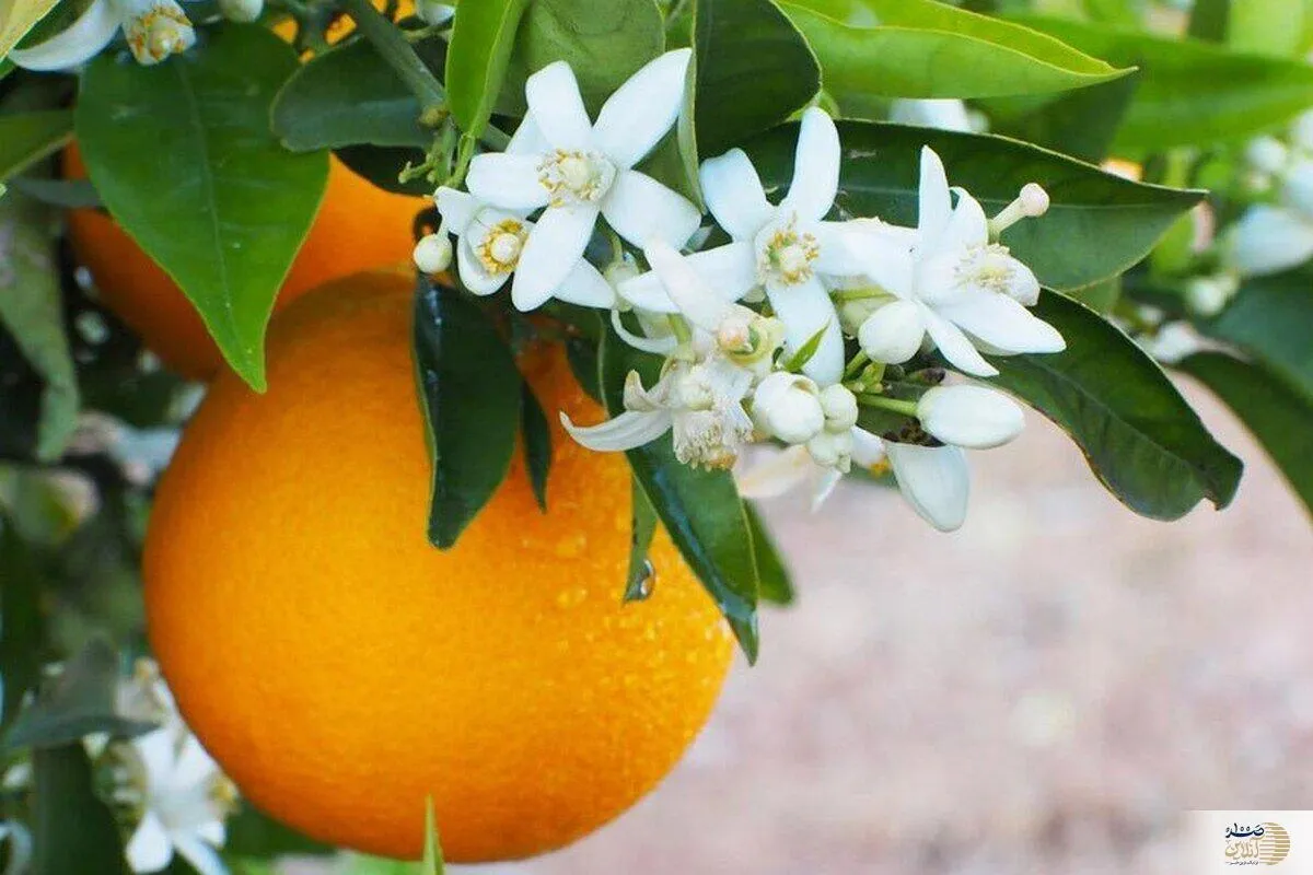 با این میوه خوشمزه انگل را از ریشه از بین ببرید!