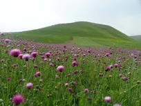 جلای روح در طبیعت زیبای مغان | تماشای طبیعت سبز میان کوه