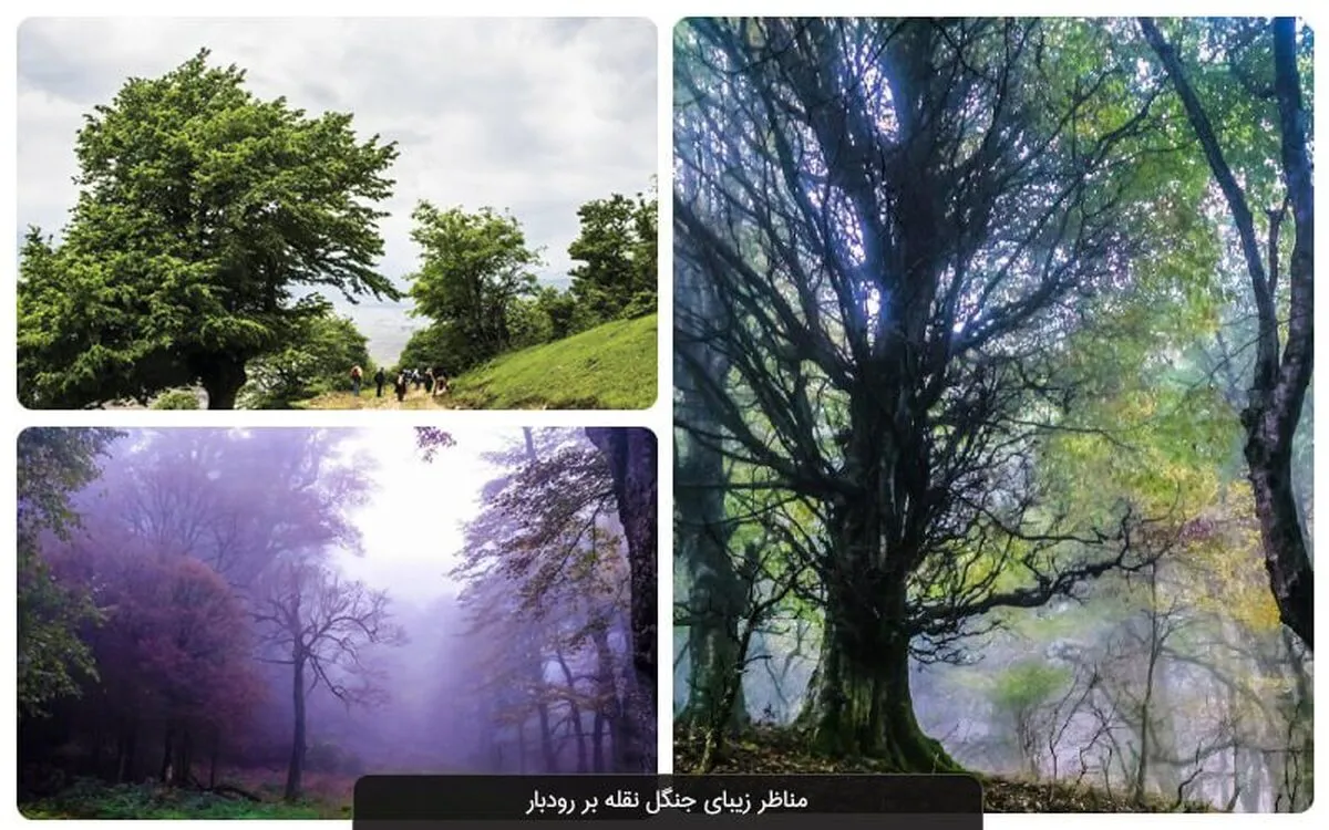 زیبایی های جنگل نقله بر رودبار