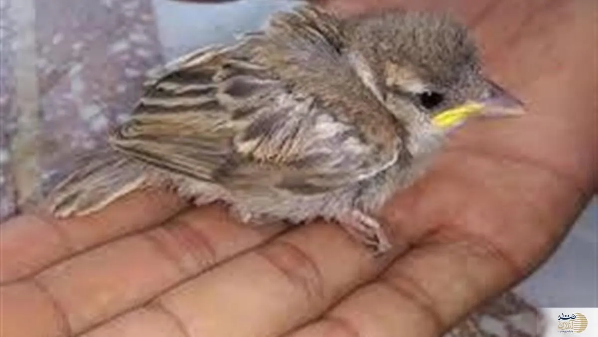 مرد گنجشک آزار فضای مجازی دستگیر شد