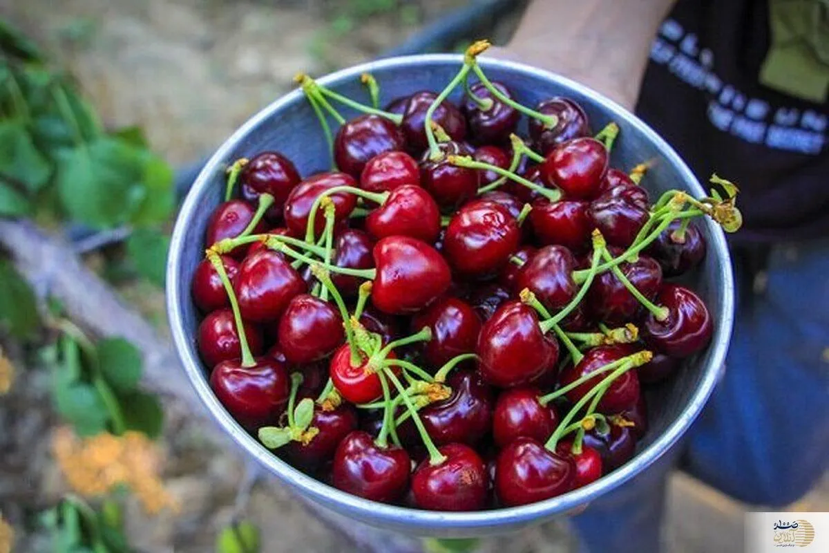 اگر این میوه تابستانه هنوز در بازار است زیاد بخورید/ راز سلامت قلب شما در مصرف این میوه خوش رنگ