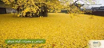 یکی از امراض دیابت و قند خون خطای دید و ضعف چشم است / این گیاه در شش ماه آن را از بین می برد