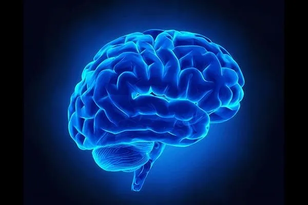 مغز