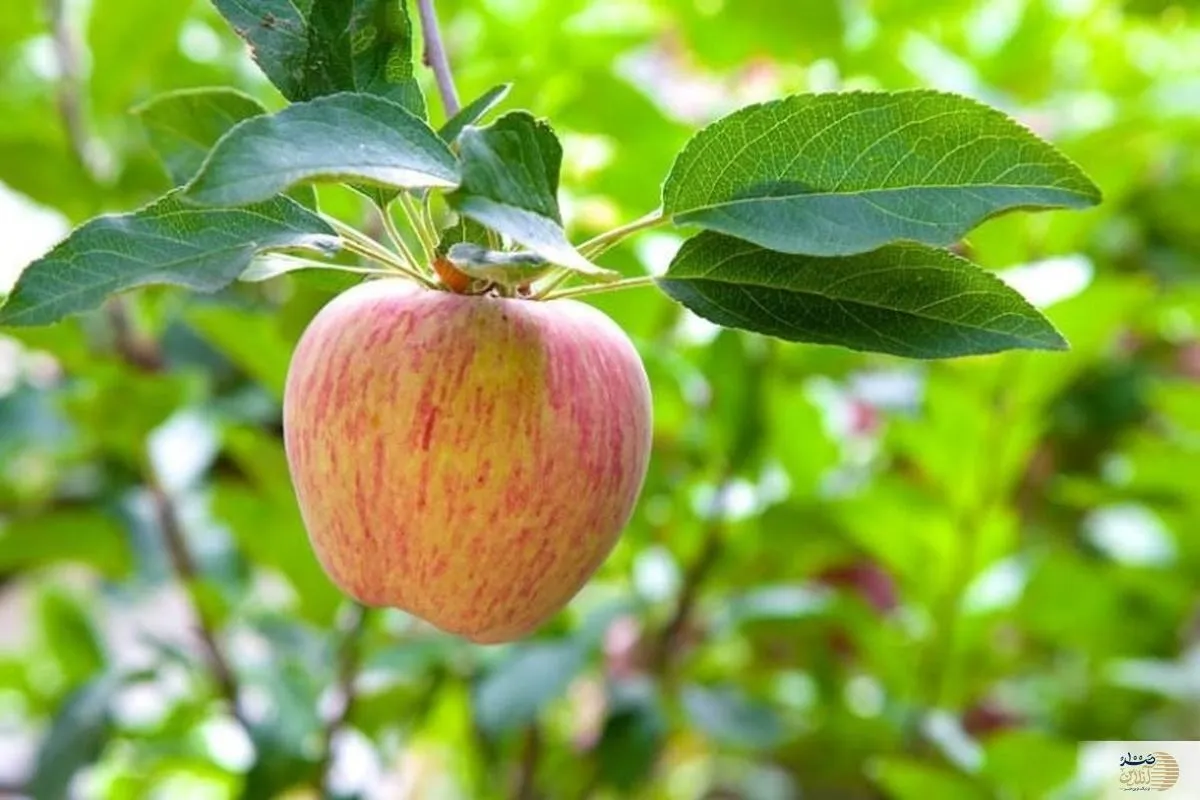 اگر روزانه این میوه را بخورید دیگر از دکتر رفتن بی نیاز می شود
