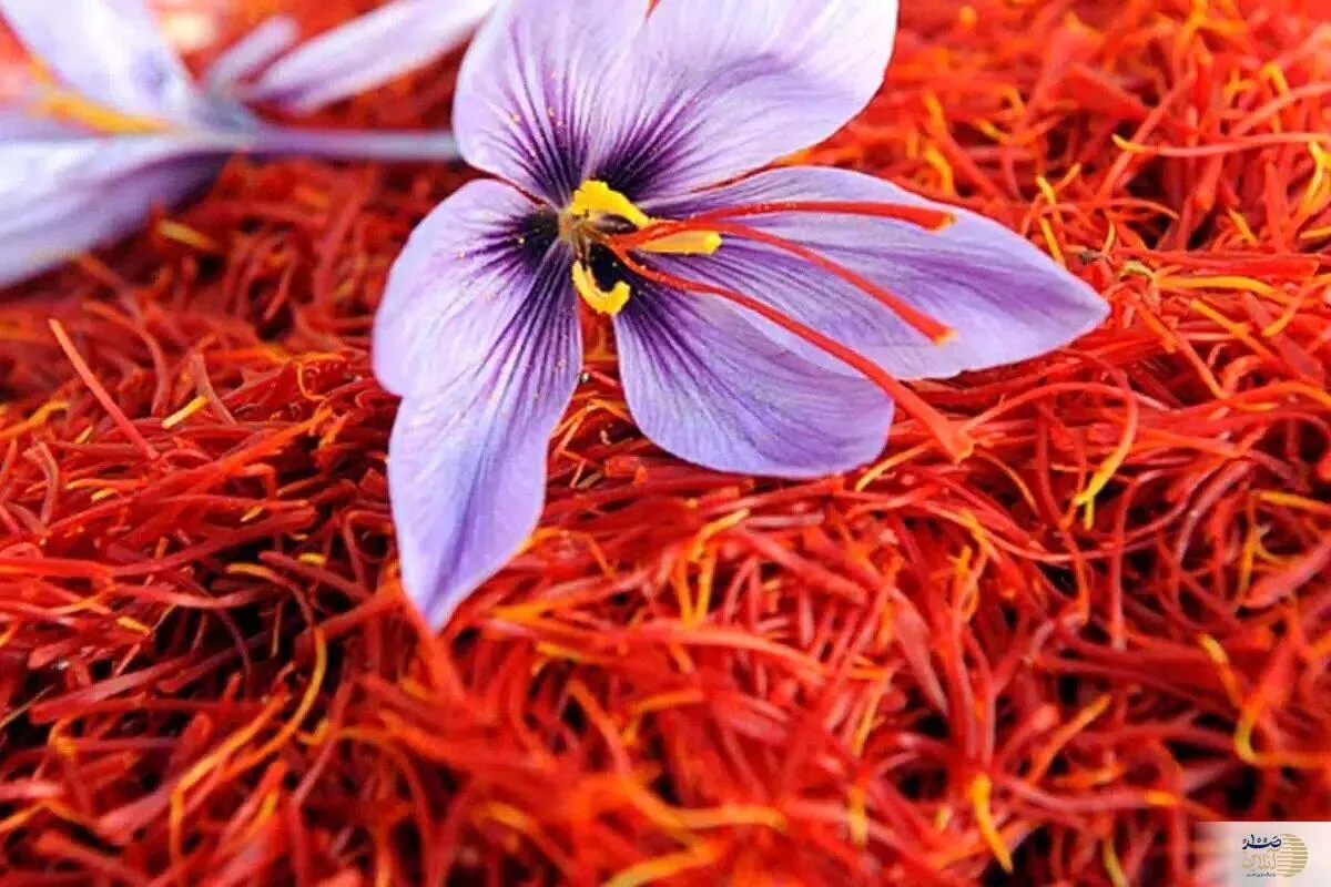 طلای زرد معجزه ای برای بدن شماست