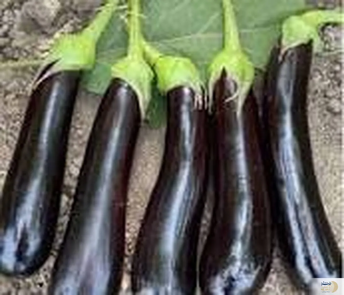نسخه بادمجانی برای کاهش کلسترول خون