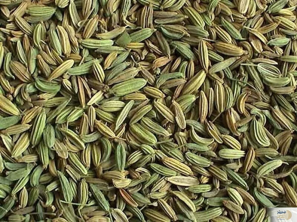 کشف دانه‌ای جادویی؛ هم لاغر می‌کند، هم با سرطان می‌جنگد!