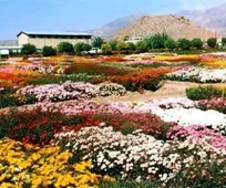 اینجا محلات است ، هلند ایران