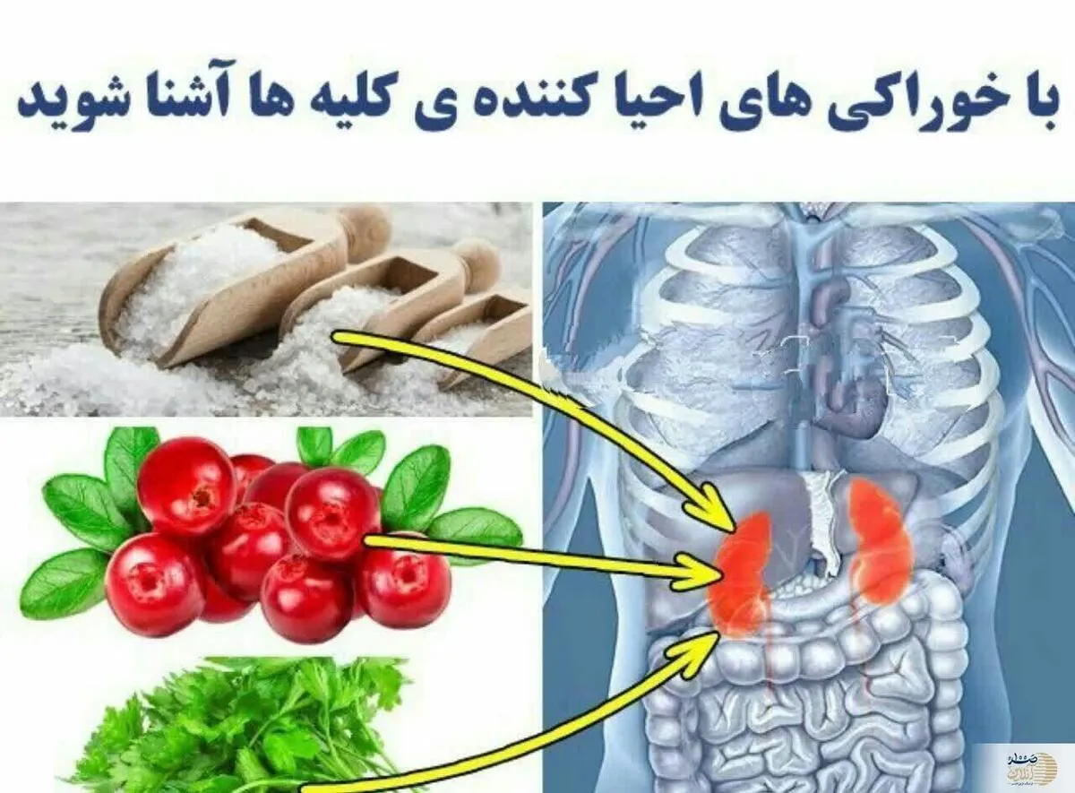 سه خوراکی که در اروپا به جای داروهای شیمایی کلیه های از کار افتاده را با آن احیا می کنند
