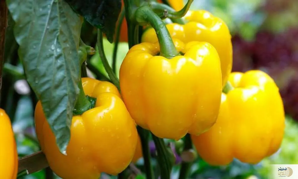 با مصرف این ماده غذایی دیگر سرماخوردگی و آنفولانزا به سراغ شما نمی آید