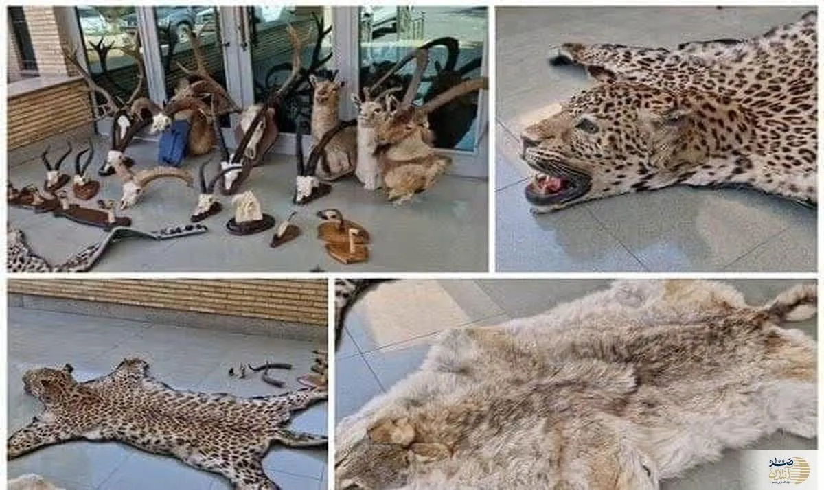 ۲۱ تاکسیدرمی حیوانات وحشی در تهران کشف شد