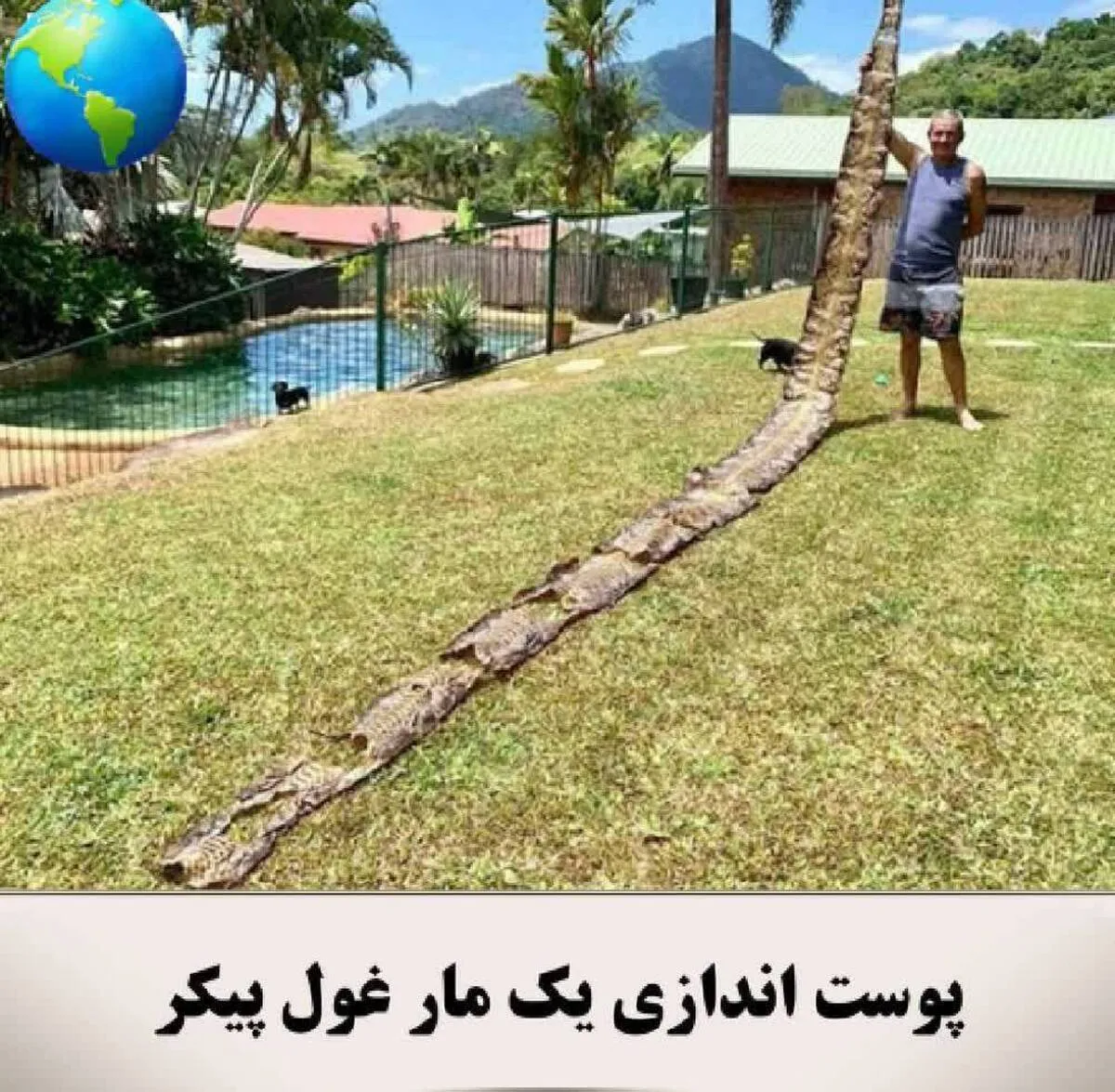 پوست اندازی یک مار غول پیکر+عکس