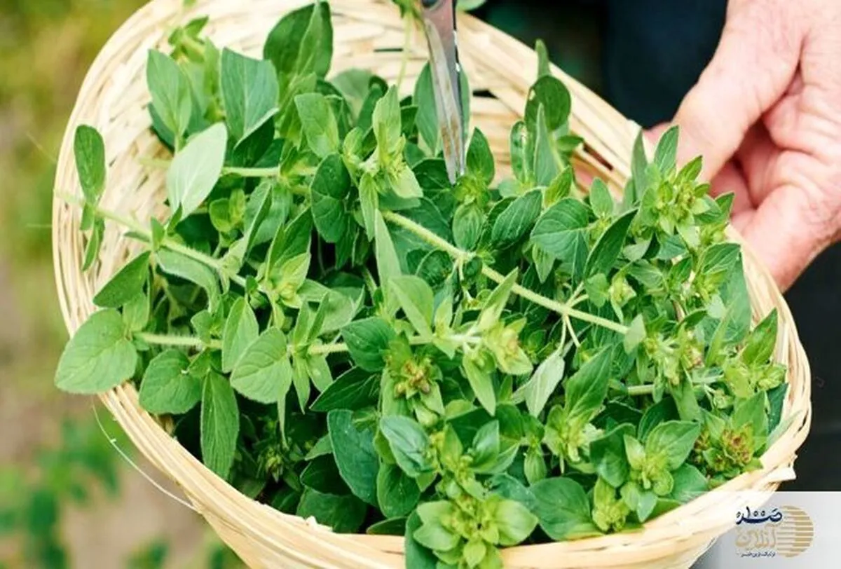 روشی خانگی برای کنترل فشارخون بالا
