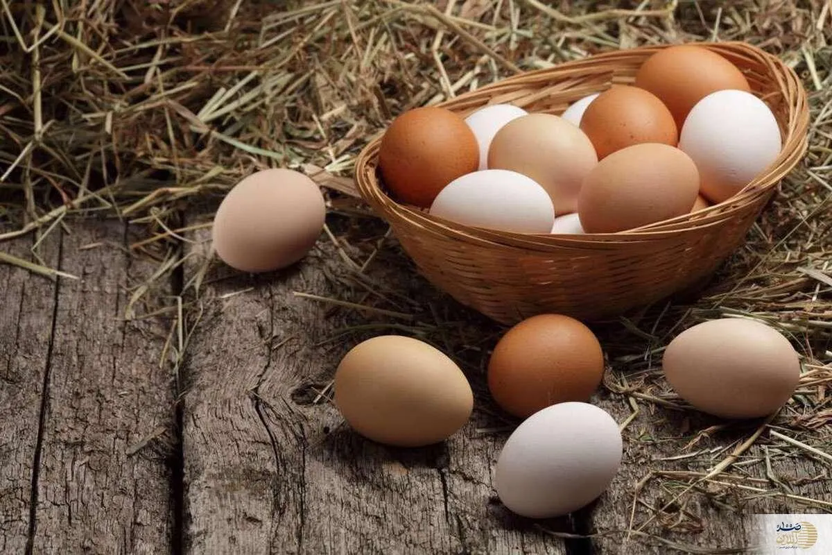 گنجینه‌ی تغذیه‌ای با ۵ راز مهم/ این  پروتئین کوچک را جدی بگیرید