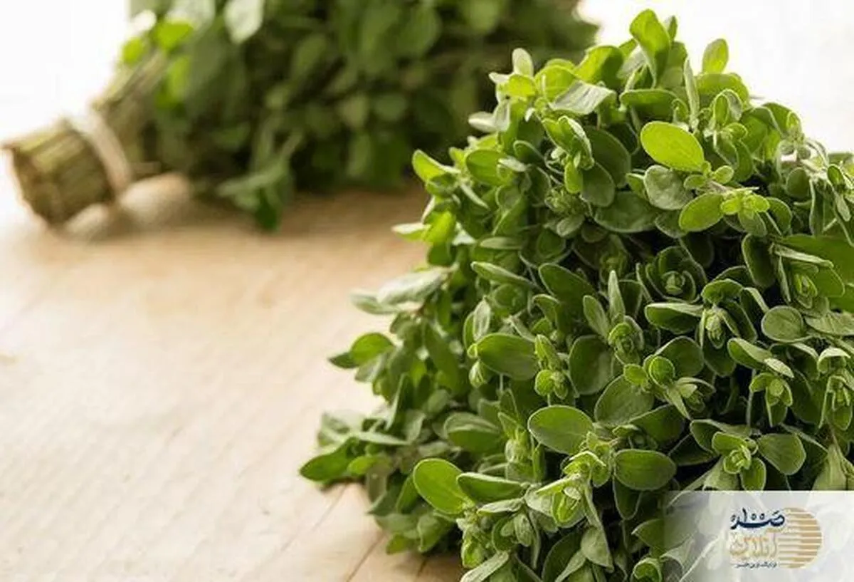 این گیاه جادویی نابود کننده عفونت‌های رحمی و بهبود سلامت مردان است