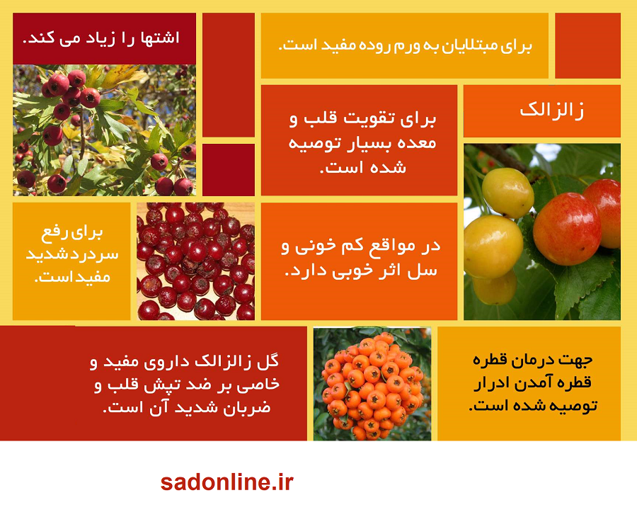فصل صفرشویی بدن از ۴۳ بیماری لاعلاج فرارسید؛ از فشار خون تا چاقی با معجزه پاییزی زالزالک! فصل صفرشویی بدن از ۴۳ بیماری لاعلاج فرارسید؛ از فشار خون تا چاقی با معجزه پاییزی زالزالک!