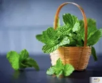 شافع 32 بیماری معده در ناشتا مصرف این سبزی است