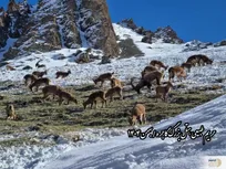 بازگشت بزهای کوهی به ارتفاعات برفی گاجره؛ روایت تصویری از زندگی کل و بز البرز در بزرگترین هتل کوهستانی کشور