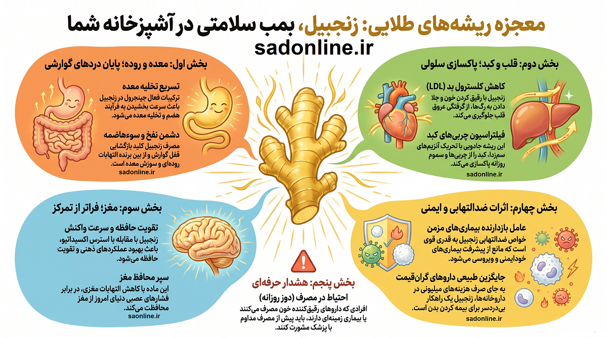 شوک زنجبیلی به کبد و قلب؛ چرا ثروتمندان هر روز زنجبیل می‌خورند؟ / فاش شدن راز سلامتیِ بی‌دردسر!