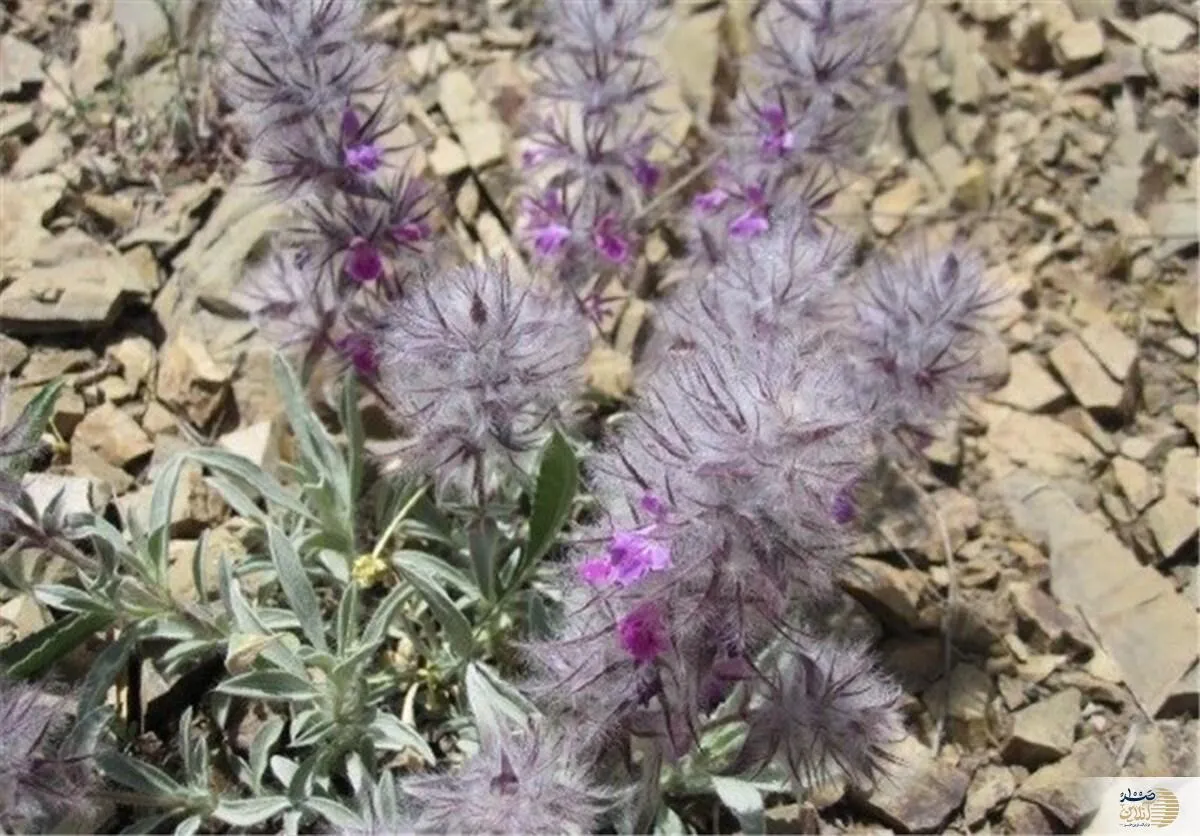 ویدیو/ با این نوع چای دیگر فراموشی سراغ شما نمی آید