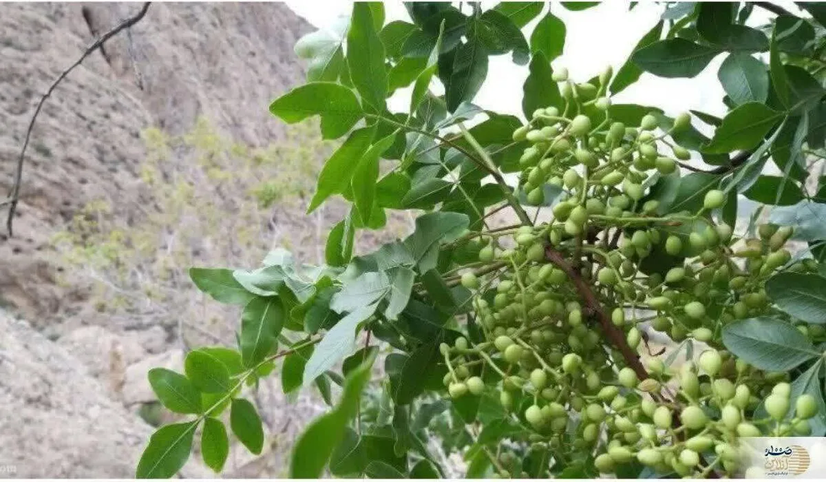 استعمال خارجی این روغن 1000 ساله ایرانی شما را از درد مفاضل و عمل دیسک کمر و تعویض کشک زانو نجات می دهد