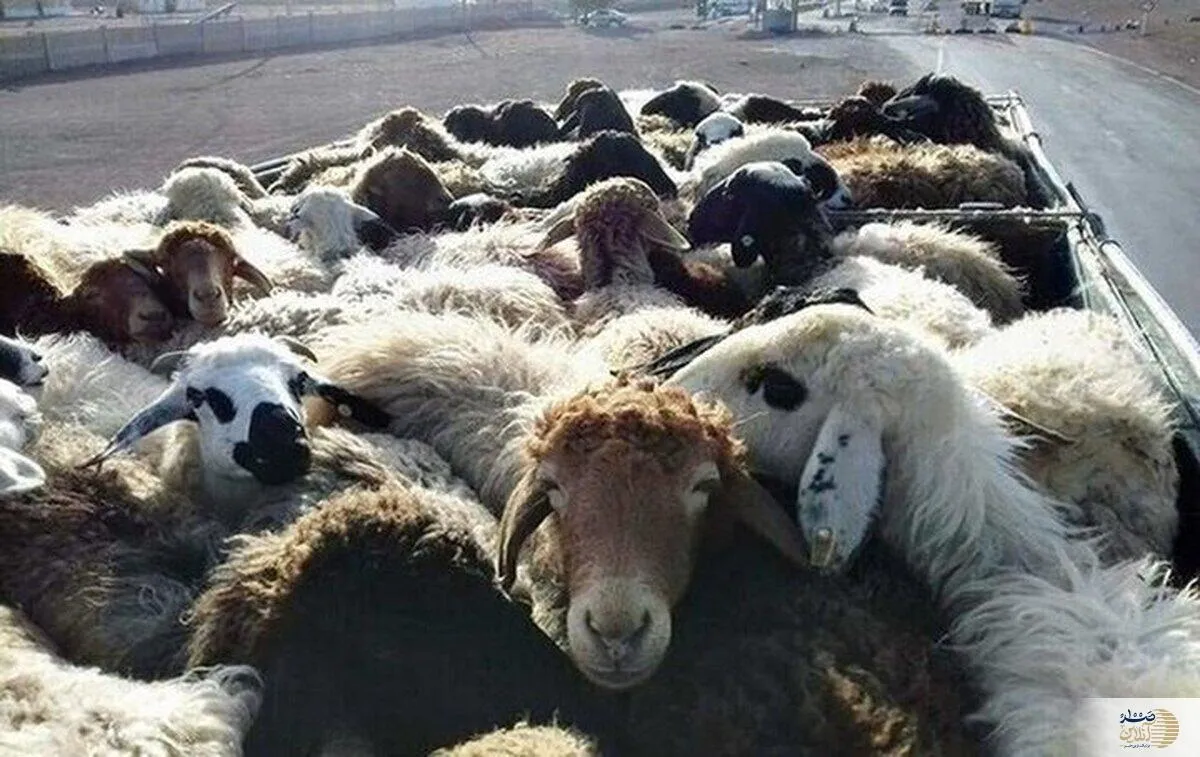 احشام قاچاق به ارزش ۴۰ میلیارد لب مرز کشف شد