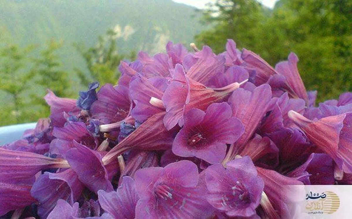 خاصیت گیاهان دارویی که فصل بهار می‌رویند / مصرف آن ها را از دست ندهید