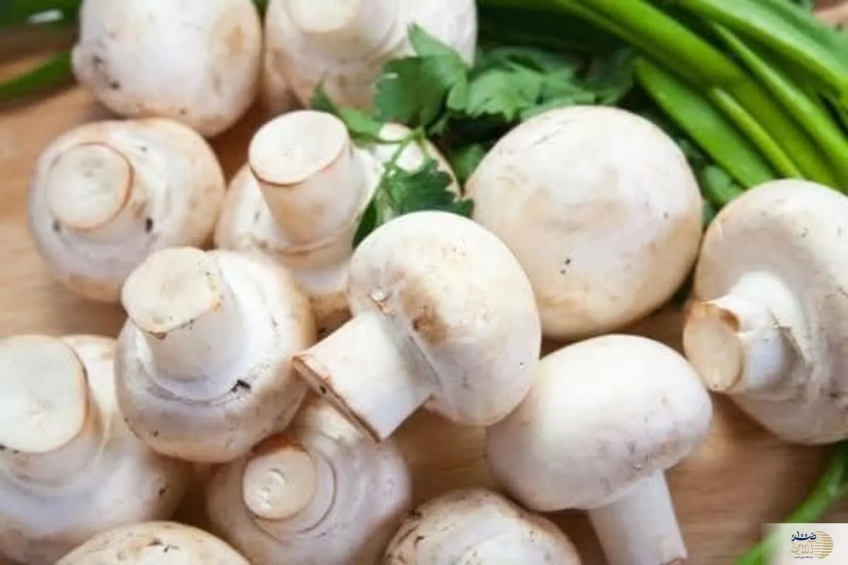 میدونستید قارچ بخورید سرطان نخواهید گرفت