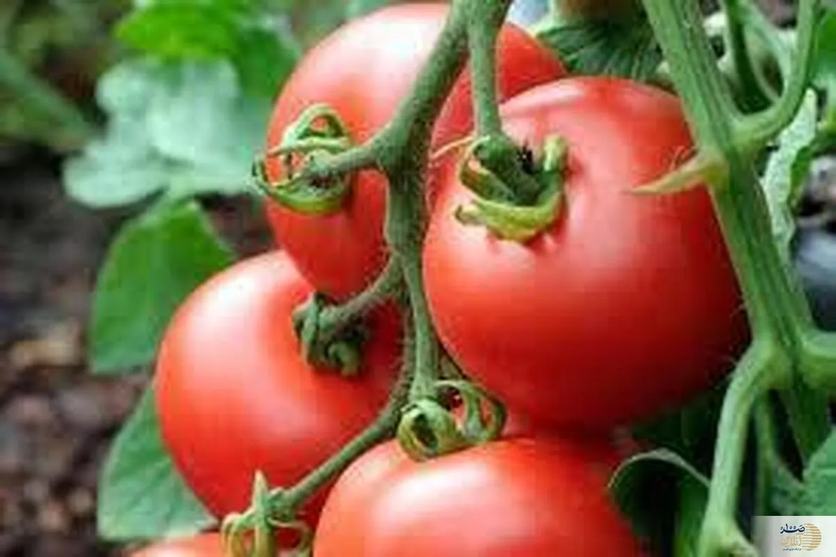 این صیفی جات خوش رنگ معجزه ای برای کبد چرب شماست