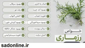 رزماری؛ گیاه هزارساله‌ای که هر عضو بدن را جداگانه هدف می‌گیرد/ از حافظه تا کبد و مو