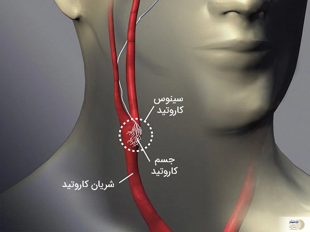 فشار خون بدن شما به این عضو کوچک ربط دارد