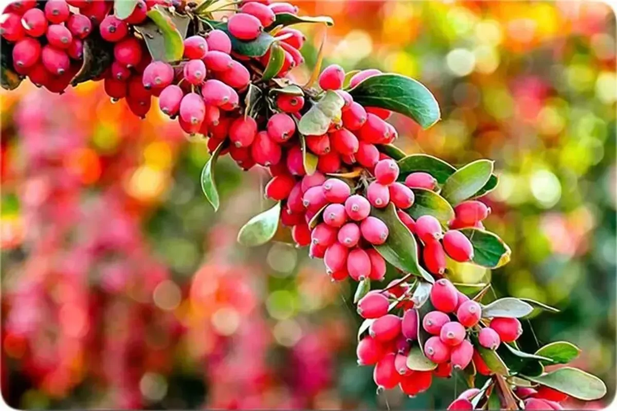 ۴ فایده شگفت‌انگیز زرشک برای سلامت بدن