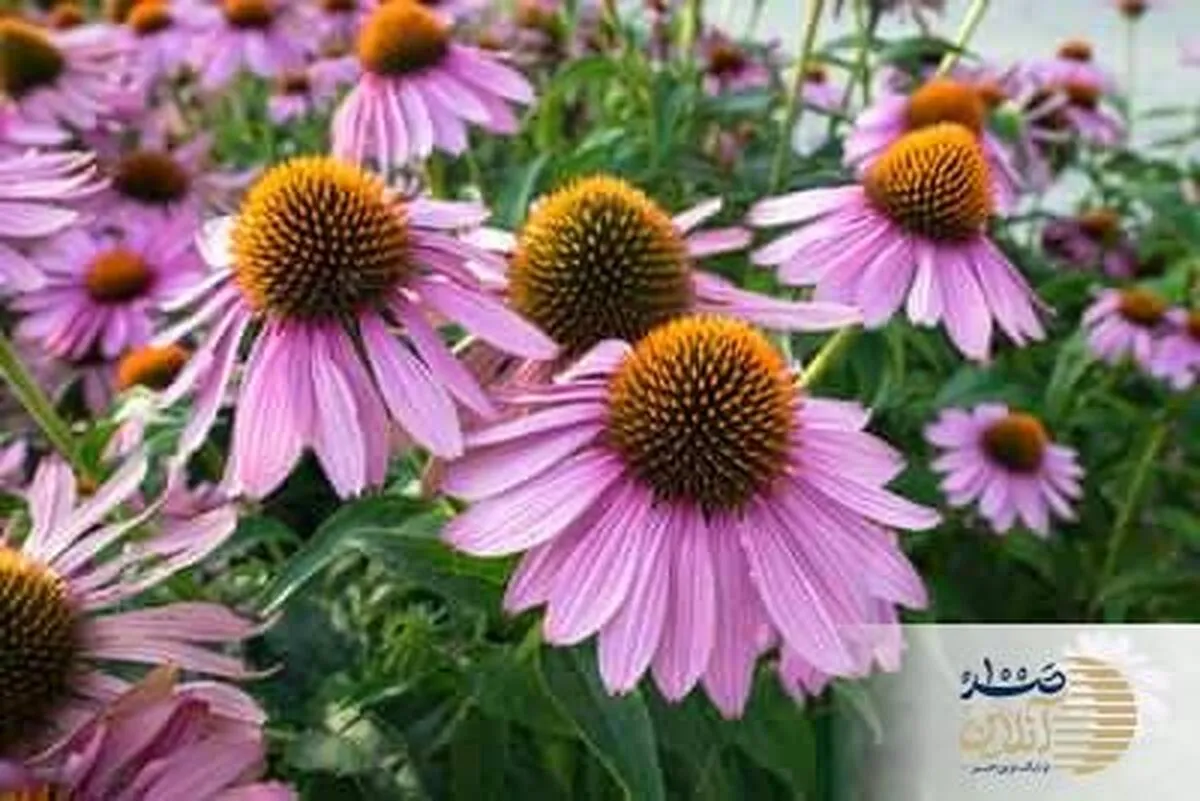 مصرف شربت این گیاه را جایگزین واکسن آنفولانزا کنید / سیستم ایمنی 2000 برابر قوی تر می شود