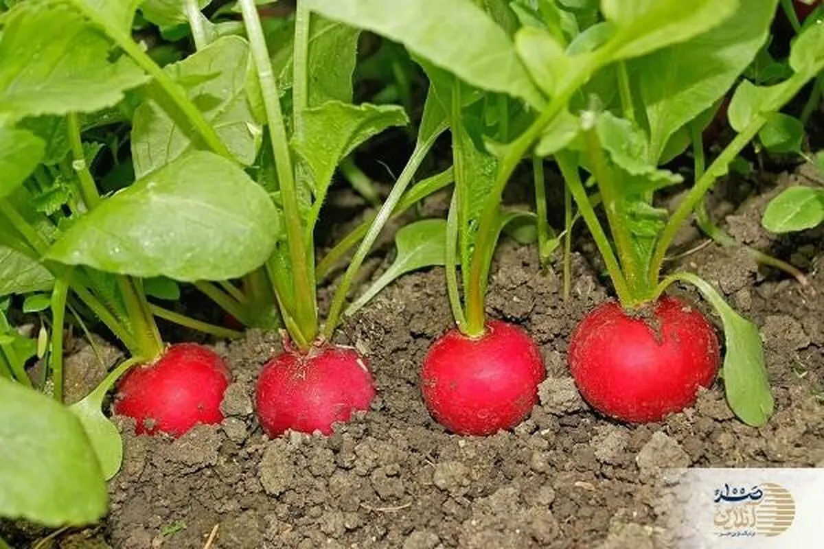 این سبزی قرمز را با ناهار بخورید و تمام سلول های سرطانی را منهدم کنید