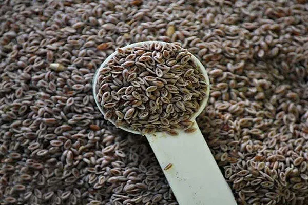 معجزه این گیاه دارویی قدیمی برای کاهش سرفه و ترمیم زخم