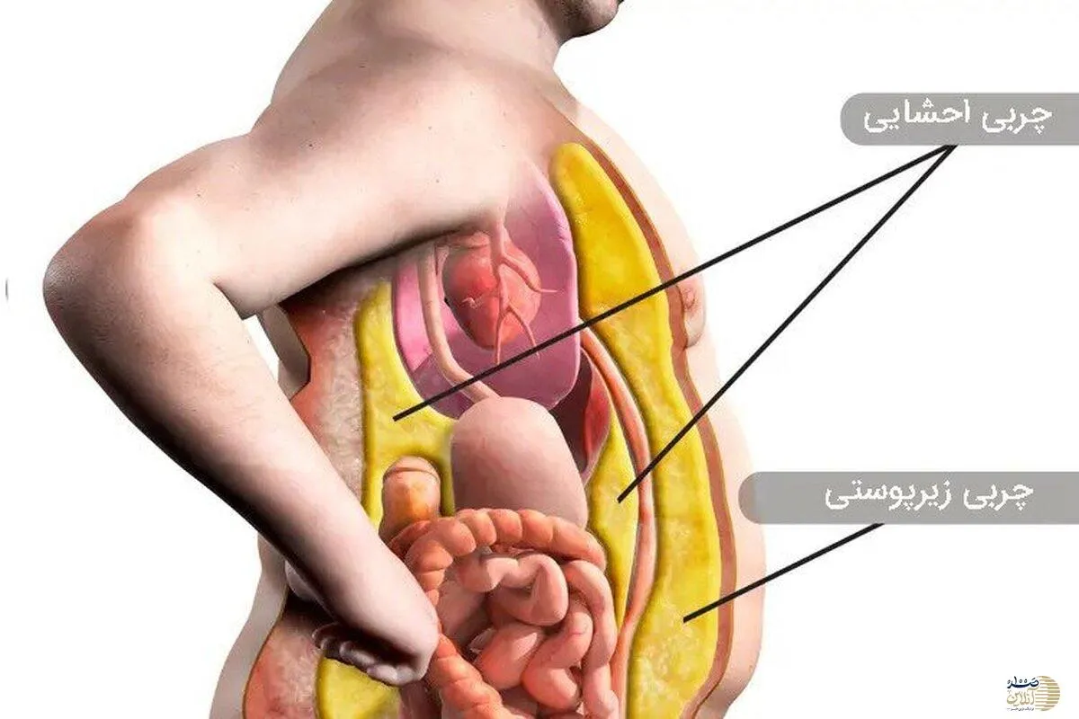 این چربی بدن برای سلامتی خطرناک است