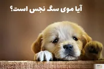 احکام شرعی چسبیدن موی سگ روی لباس نمازگزار