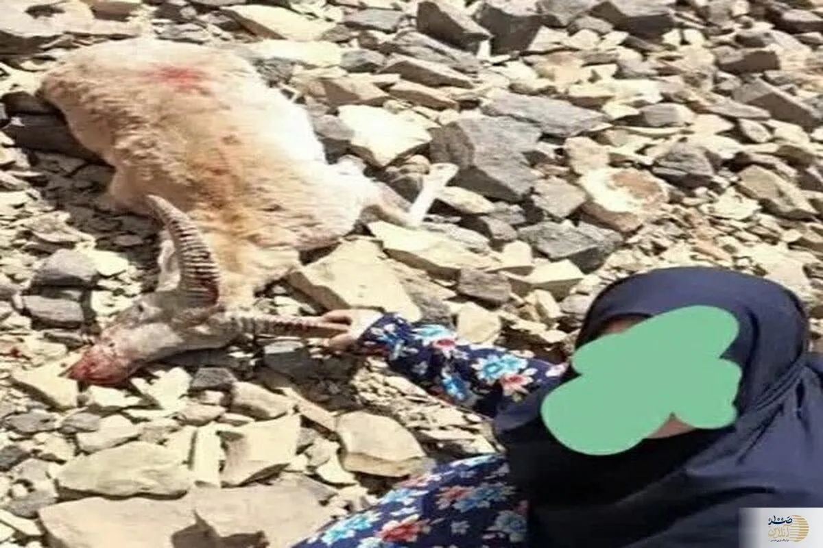 زن شکارچی با اسلحه کالیبر ۲۷۰ در تفرش دستگیر شد