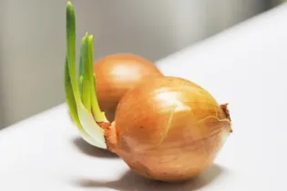 چه زمانی پیاز جوانه‌زده خطرناک می‌شود؟
